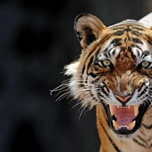 Bengal / Indian Tiger - snarling - Ranthambhore National Park - Rajasthan - India