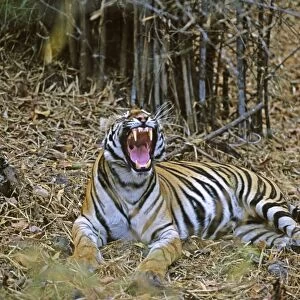 Bengal / Indian Tiger - yawning in the Bamboo forest. Bandhavgarh National Park - India