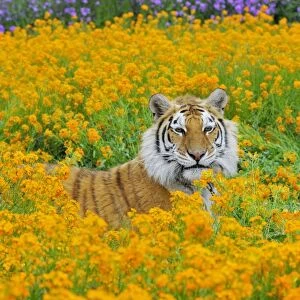Bengal Tiger - in orange mustard flowers _C3B1579