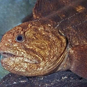 Bering Wolffish, cold waters in north Pacific down to 100m