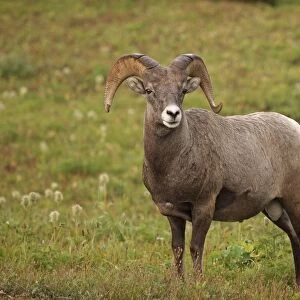 Bighorn / Big-Horn Sheep - urinating - Glacier National Park - USA