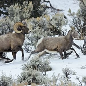 Bighorn Sheep - ram chasing ewe he thinks is ready to mate (estrus) in December snow - Rocky Mountains - USA _E7C3470