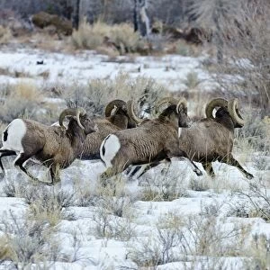 Bighorn Sheep - rams chasing ewe that they think is ready to mate (estrus) in December snow - Rocky Mountains - USA _E7C3493