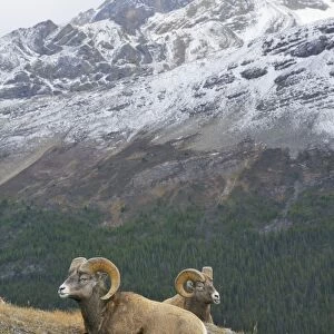 Bighorn Sheep Rams - lying down - Northern Rockies - Canada - Autumn _C3B6708