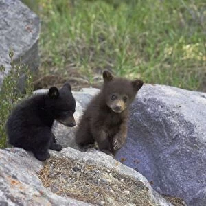 Black Bear - two cubs playing on rocks - one black one cinnamon - Canadian Rocky Mountains - Alberta - Canada MA002126