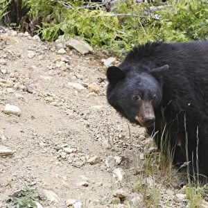 Black bear - Vancouver island - Canada