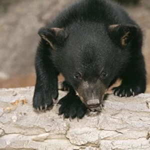 Black Bear WAT 4199 Cub three months old Ursus americanus © M. Watson / ARDEA LONDON