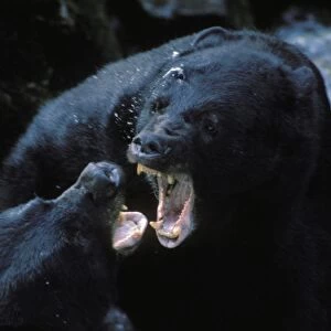 Black Bears (Ursus americanus) fighting--mostly snapping jaws and growling--over fishing spot. S. E. Alaska. Summer