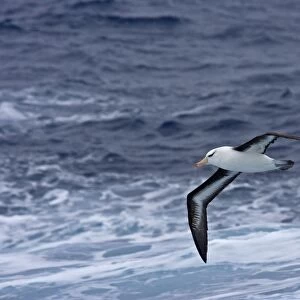 Black-browed Albatross - In flight, low over the sea showing under wing and black eyebrows