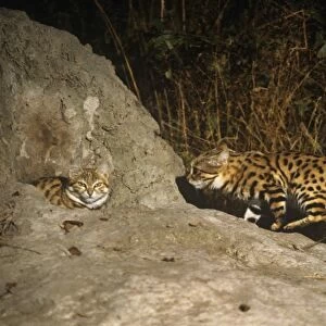 Black-footed Cat / Small Spotted Cat - at den Botswana Africa