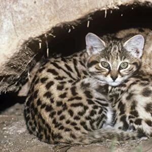 Black-footed Cat / Small Spotted Cat - at den