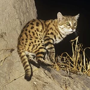 Black-footed Cat / Small Spotted Cat - showing black feet