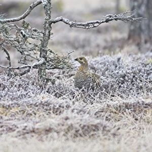 Black Grouse - female on frost covered ground - Sweden