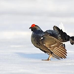 Black Grouse - male in snow - Sweden