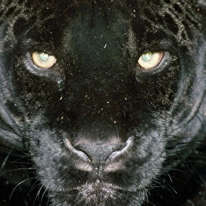 Black Jaguar / Black Panther
