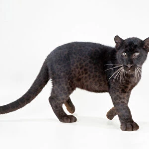 Black Leopard / Panther - cub 16 weeks