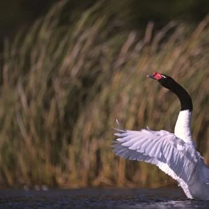 Black-necked Swan male displaying Breeding site ( pond with "Scirpus" vegetation) Argentine Pampa