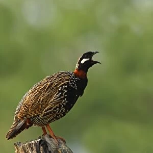 Black Partridge / Francolin calling, Corbett National Park, India