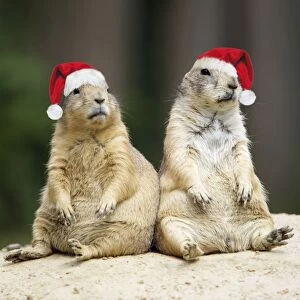 Black-tailed Prairie Dog - wearing Christmas hats Digital Manipulation: hats (Su)