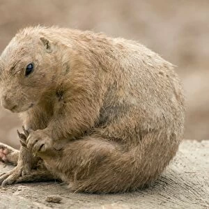 Black Tailed Prairie Marmot - scratching itself