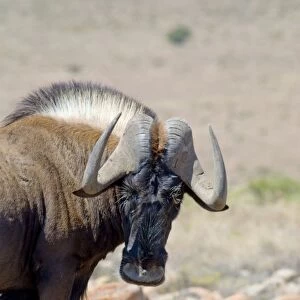 Black Wildebeest / White-tailed Gnu - close up showing face and horn structure. Inhabits low karroid scrub and open grassland. Endemic to South Africa. Mountain Zebra National Park, Eastern Cape, South Africa