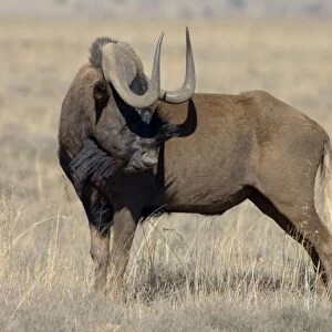 Black Wildebeest / White-tailed Gnu - Mature bull. Endemic in South Africa, Lesotho and Swaziland. Formerly brought to brink of extinction, now widely reintroduced. Mountain Zebra National Park, Eastern Cape, South Africa