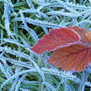 Blackberry leaf in autumn colour amidst frost-covered grass Baden-Wuerttemberg, Germany