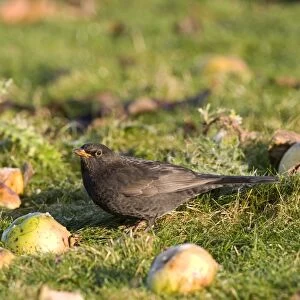Blackbird -Feeding on windfall apples - Norfolk UK