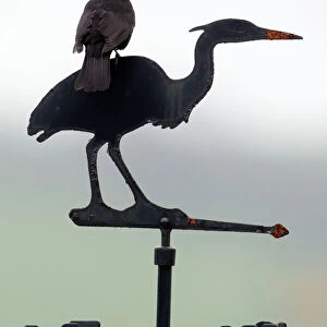 Blackbird - Male sitting on "Heron" weather-vane Northumberland, England