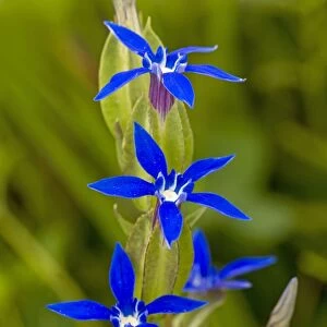 Bladder Gentian - in flower