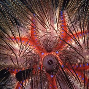 Blue-Spotted Pacific Urchin - close up of spines - Indo Pacific AU-1497