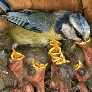 Blue Tit - feeding chicks at nest