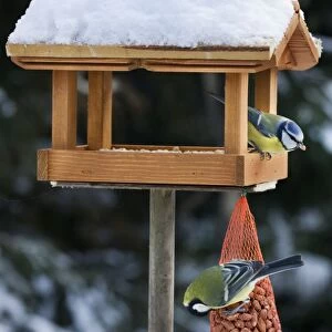 Blue Tit and Great Tit (Parus major) at bird feeding house in snow