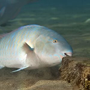 Bluebarred / Blue-barred Parrotfish - feeding - Red Sea