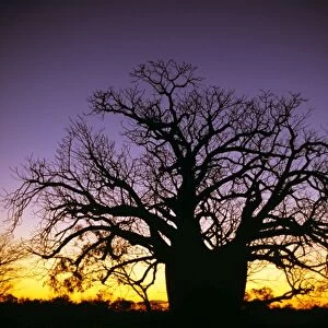 Boab tree - at sunset Derby, Western Australia XXA00232