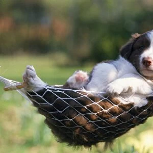 Border Collie Dog - puppy in hammock