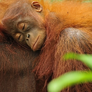 Borneo Orangutan - female with sleeping baby - Camp Leakey - Tanjung Puting National Park - Kalimantan - Borneo - Indonesia