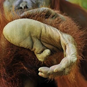 Borneo Orangutan - foot - Camp Leakey - Tanjung Puting National Park - Kalimantan - Borneo - Indonesia