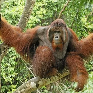 Borneo Orangutan - old male. Camp Leaky, Tanjung Puting National Park, Borneo, Indonesia