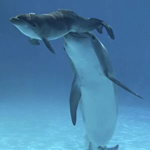 Bottlenose Dolphin - Baby/Calf dolphin being nudged to surface by mother. Just after birth the mother will control the baby's breath by pushing it under the water or, like in this case, taking it to the surface
