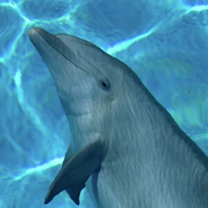 Bottlenose Dolphin - Resting underwater
