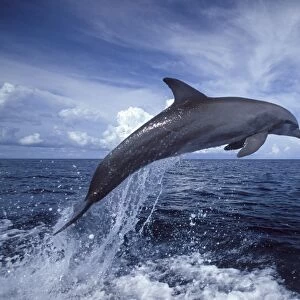 Bottlenose dolphin Tursiops truncatus Carribean. Off Roatan Island, Honduras, Central America
