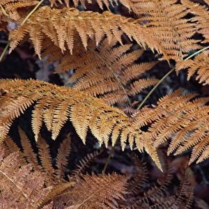 Bracken - Autumn patterns