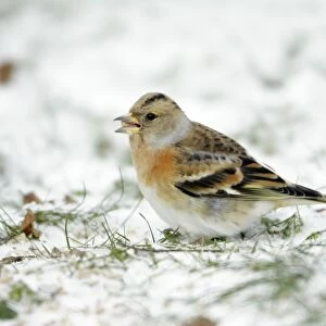 Brambling - female feeding on ground in winter snow - Hessen - Germany