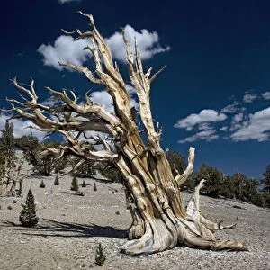 Bristlecone pine trees - very ancient standing tree, with young trees/seedlings around it. At c. 11, 000 ft in the White Mountains