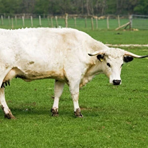 British white cattle - cow. Rare Breed Trust Cotswold Farm Park Temple Guiting near Stow on the Wold UK. This long lived breed goes back to Celtic and Roman times and was once hunted for sport