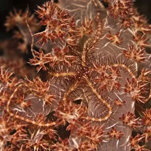 Brittle Star - Blending into it's home on the soft coral this starfish is almost invivible - Papua New Guinea