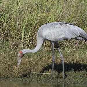 Brolga Common across northern and eastern Australia where it inhabits open country and wetlands. At Mt Barnett water treatment plant, Kimberley, Western Australia