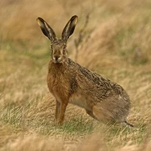 Brown / European Hare - Sitting in field, Austria