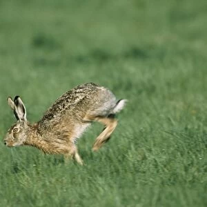 Brown Hare - running